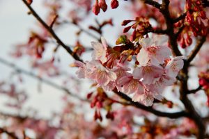 京都　自動車　専門学校